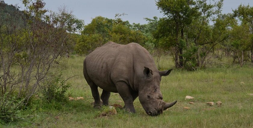 Rhino standing majestically in its natural habitat, showcasing its distinctive horn - Places to visit in Golaghat.