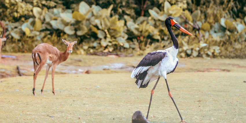 Antelope and Saddle-billed stork standing in a park - Wildlife sanctuaries in Sri Lanka.