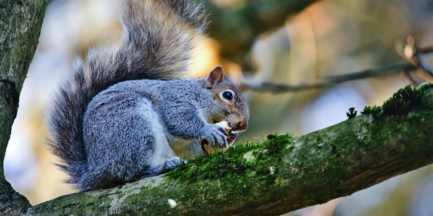 Close-up shot of a squirrel perched on a tree branch, showcasing its curious expression.