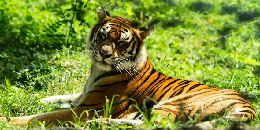 A majestic orange and black tiger resting on the ground, showcasing its beautiful fur.