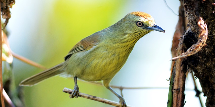 The view of a yellow-breasted babbler at the Phawngpui National Park, Mizoram, India.