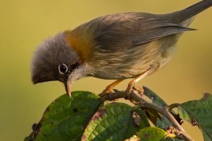 This hidden gem in Arunachal Pradesh is a unique blend of biodiversity and natural beauty.