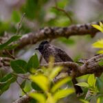 A vibrant bird perched on a branch in Wilpattu National Park, surrounded by lush greenery.