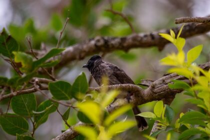 A vibrant bird perched on a branch in Wilpattu National Park, surrounded by lush greenery.