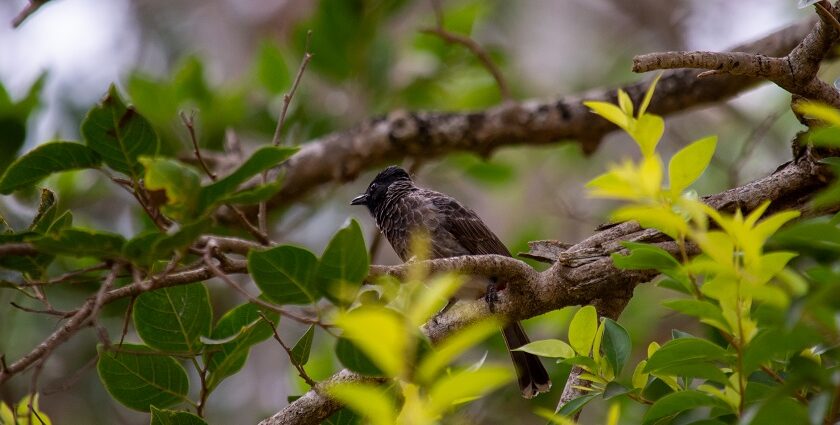 A vibrant bird perched on a branch in Wilpattu National Park, surrounded by lush greenery.