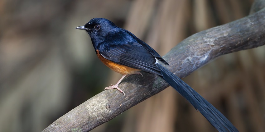 Birdwatching is one of the best activities to enjoy here in the park for bird lovers.