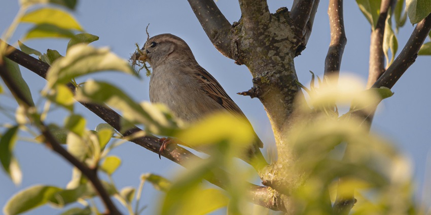 If you are a bird lover, the month of April offers you many chances to witness them.