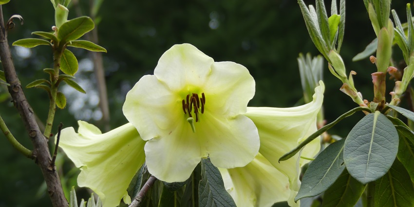 Explore the diverse variety of blooming rhododendrons, the star attraction of this trek