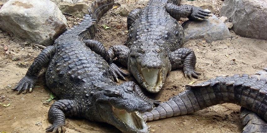 You may also visit a crocodile breeding centre near Ethipothala Waterfalls, A.P.
