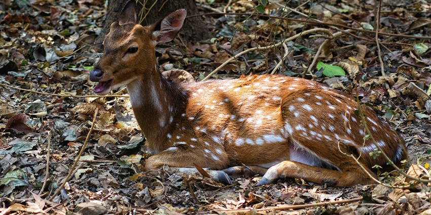 A Deer Lying on the Ground in a Forest - Visit places to visit in Dimapur