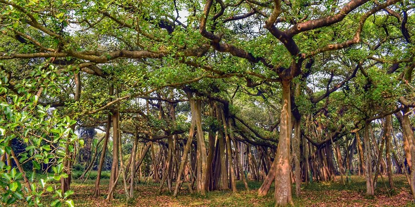 Dead villagers haunt this baniyan tree and the area surrounding to this day