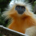 Housing a rich population of golden langurs, this place is a haven for wildlife lovers.