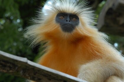 Housing a rich population of golden langurs, this place is a haven for wildlife lovers.