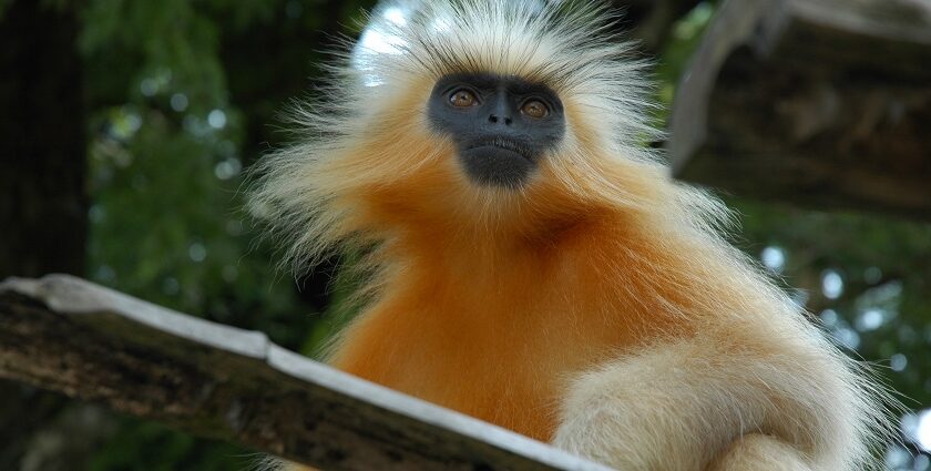 Housing a rich population of golden langurs, this place is a haven for wildlife lovers.