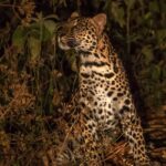 Spot leopards and other wild animals while on an adventurous night safari in Sri Lanka