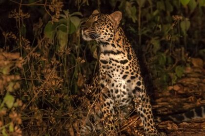 Spot leopards and other wild animals while on an adventurous night safari in Sri Lanka