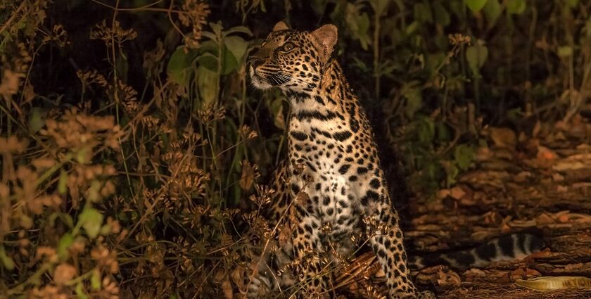 Spot leopards and other wild animals while on an adventurous night safari in Sri Lanka