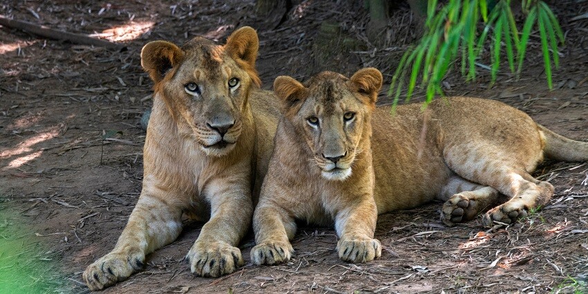 Watch wild animals in action at this wildlife sanctuary which is easily accessible