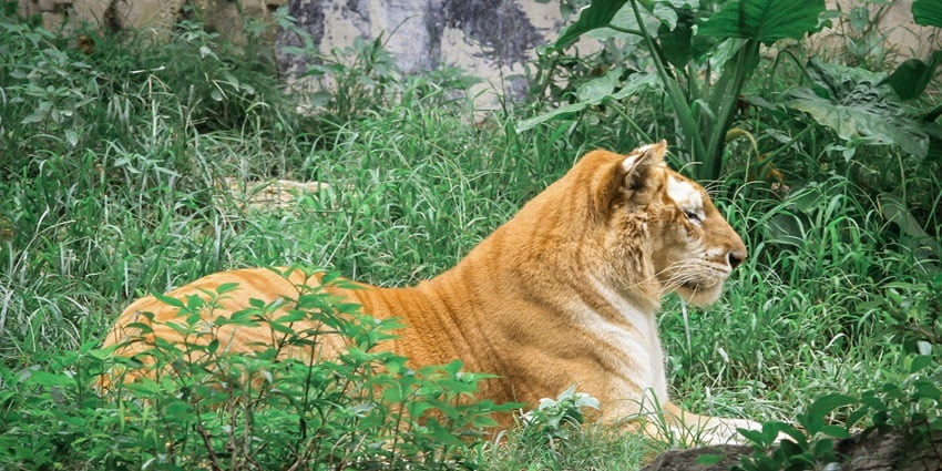 Image of a lioness resting in a zoo enclosure, showcasing her majestic features.