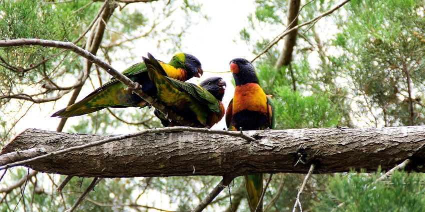 A mesmerising view of three colourful birds perched on a branch of a tree in a forest.
