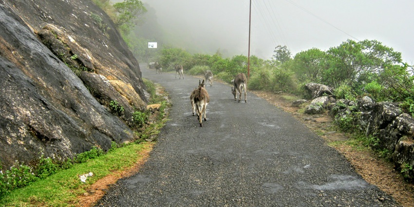 There are a few factors that you need to keep in mind while trekking in Kerala state.