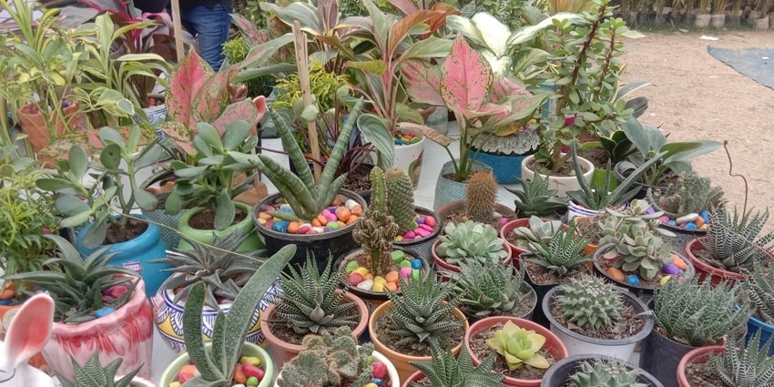 Visit the Kadiyapulanka nursery in Andhra and watch the variety of flowers blooming here