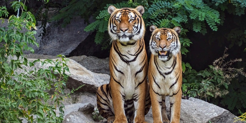 Spot tigers at the Ranthambore National Park, one of the places to visit in monsoon near Delhi