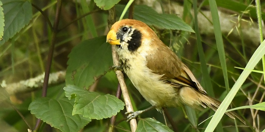 Explore the diverse range of avifauna whilst experiencing the local traditional life of Mizoram