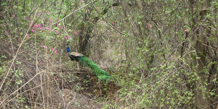 Watch birds and animals in action at the popular Kamla Nehru Ridge, one of the places near Vishwavidyalaya