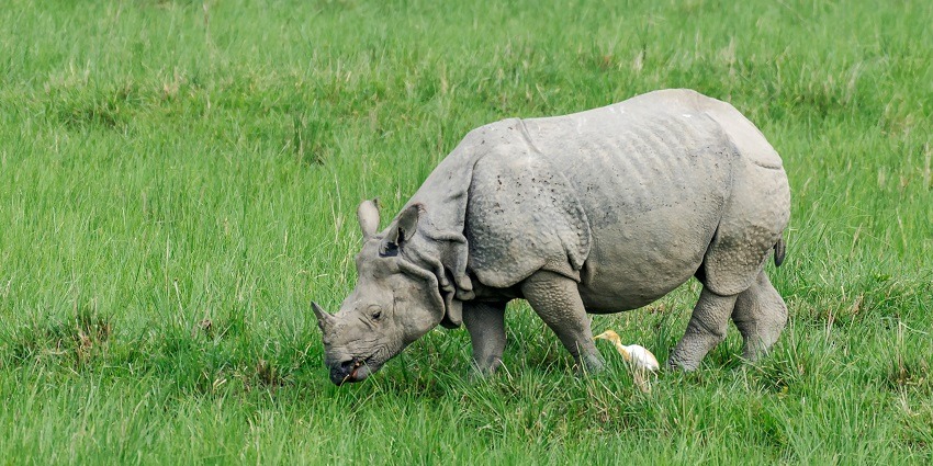 This destination is a haven for animal lovers to immerse into and spot the wildlife