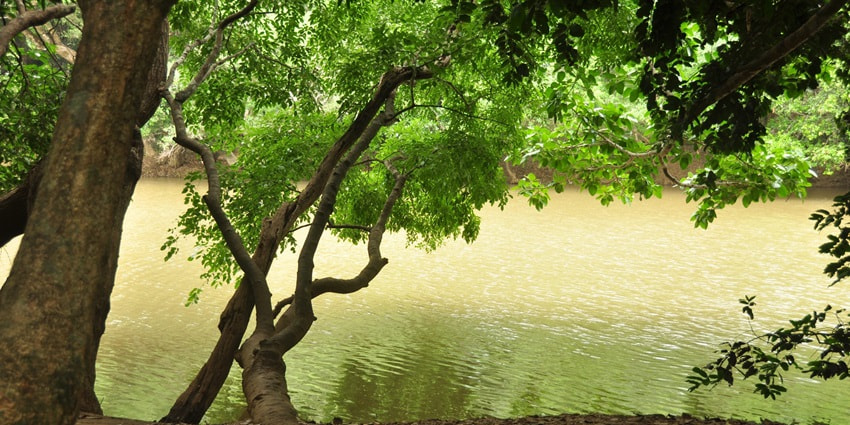 Mangrooves ashore a stream meandering through the dense forests and wilderness