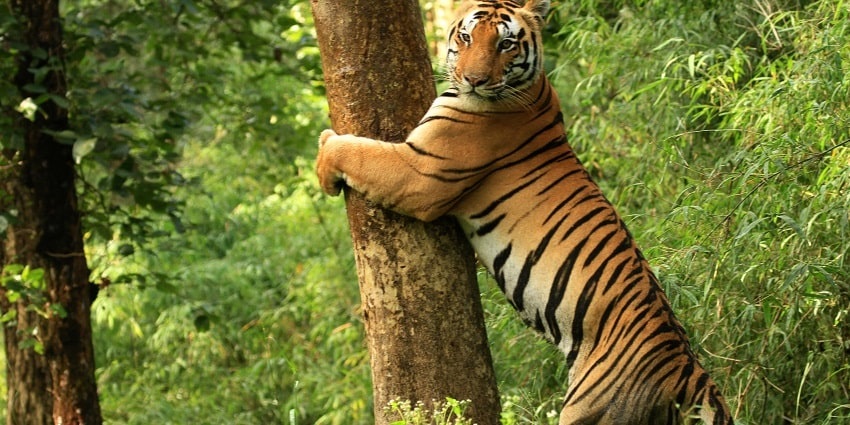 Satkosia Tiger Reserve is one of the best places for luxury camping in Odisha state.