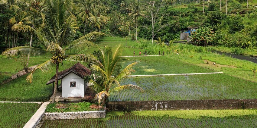 Lush rice paddies in Bali, reminiscent of those seen during the harvest festival of Arunachal Pradesh.