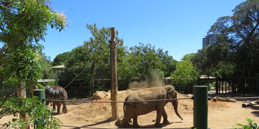 A picture of an elephant flocking at a zoo near Paniyeli Poru Waterfalls in Kerala
