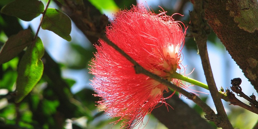 A picture of a beautiful flower blooming at a garden near the Chellarkovil Waterfalls