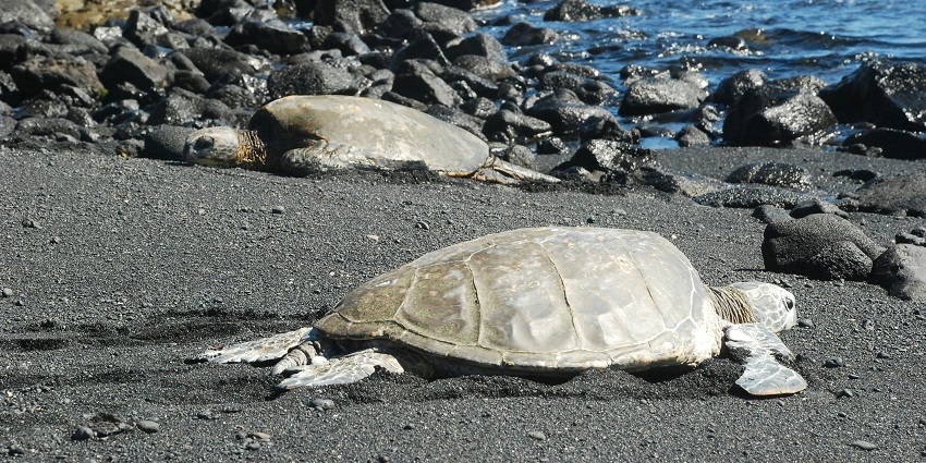 Addu Turtle Conservation Center is one of the best places for the conservation of turtles.