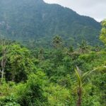 A beautiful scenery with green plants and trees in the front of a tall mountain