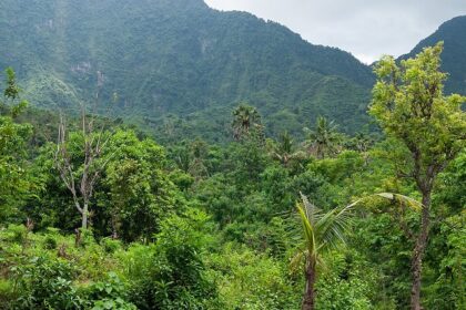 A beautiful scenery with green plants and trees in the front of a tall mountain