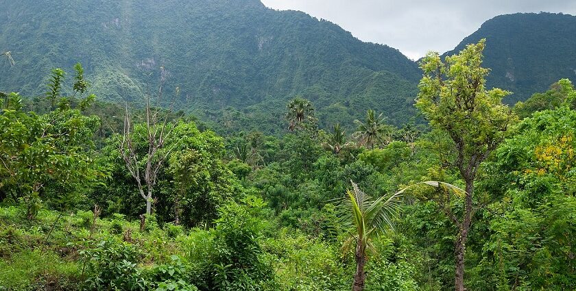 A beautiful scenery with green plants and trees in the front of a tall mountain