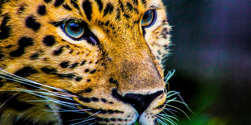 Al Ain Zoo houses a wide variety of fauna with a safari experience to witness them.