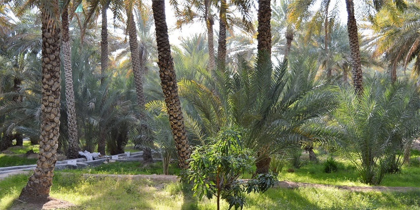 Lush greenery inside Al Ain Oasis, one of the UNESCO World Heritage site.