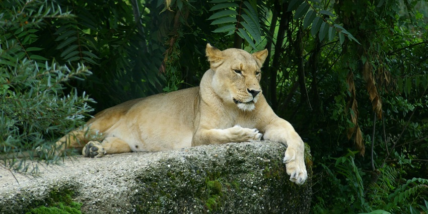 Image of Majestic Lioness Resting on Rock in Jungle - one of the Dubai zoos to explore