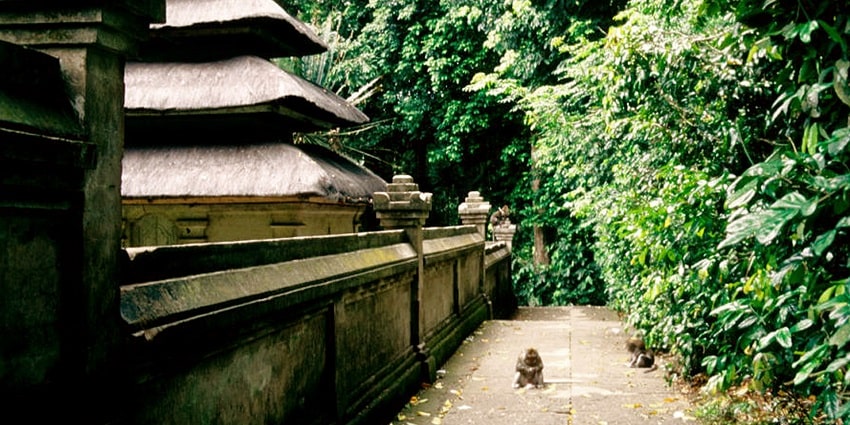A breathtaking view of Alas Kedaton Monkey Forest, a must-visit for all travellers.