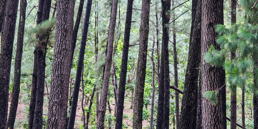 Amarkantak Hill Station is one of the most religious and marvellous places to visit.
