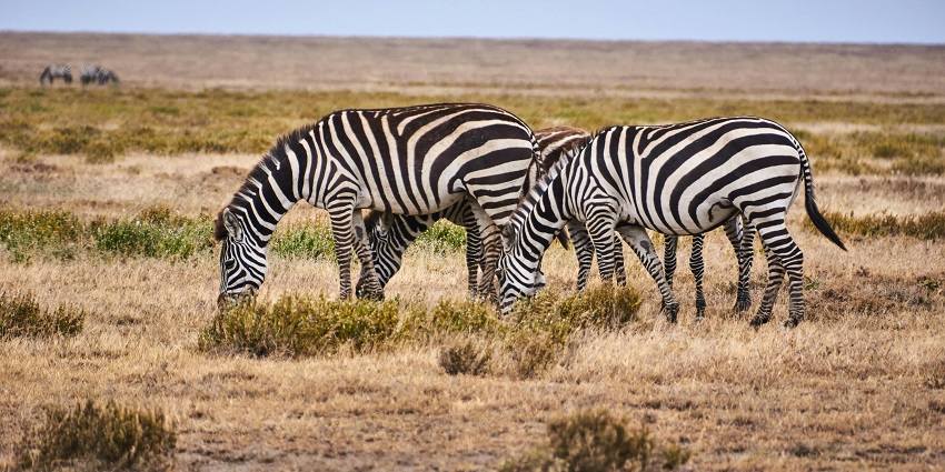 Zebras spotted at Amchang Sanctuary, one of the best wildlife sanctuaries in Guwahati.