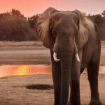 Snapshot of the majestic gentle giant aka elephant in the Amchang Wildlife Sanctuary