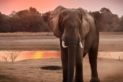 Snapshot of the majestic gentle giant aka elephant in the Amchang Wildlife Sanctuary