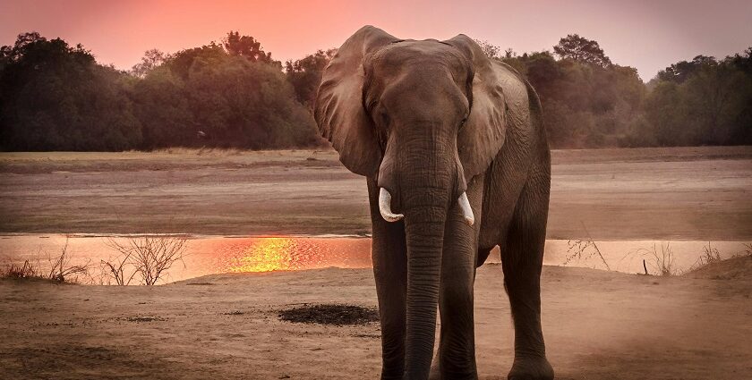 Snapshot of the majestic gentle giant aka elephant in the Amchang Wildlife Sanctuary