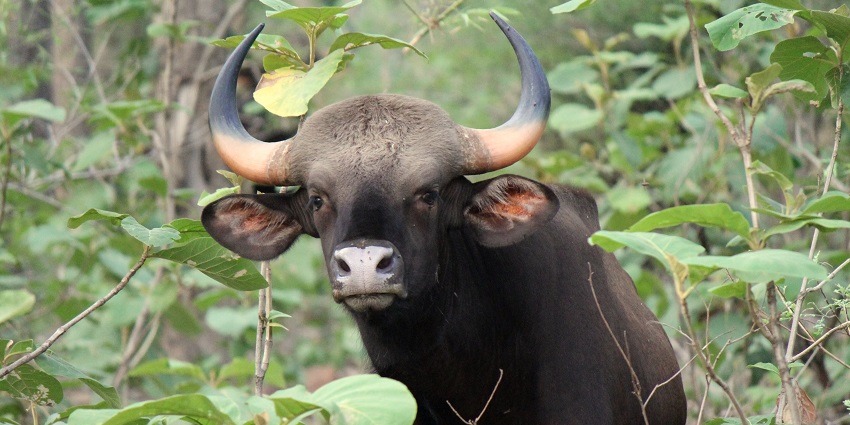 This wildlife sanctuary nearby offers many activities for tourists like safaris and boating