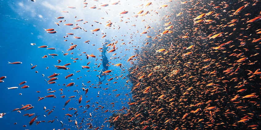 Go scuba diving in Kovalam at the Artificial Reef to uncover the rich aquaculture